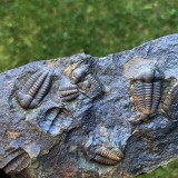 Ellipsocephalus hoffi